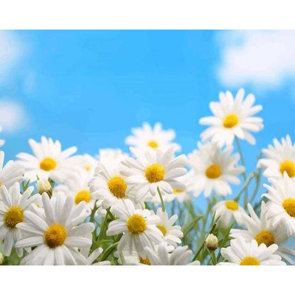 paint by numbers | Chamomile | easy flowers | FiguredArt