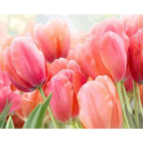 paint by numbers | Tulip | flowers intermediate | FiguredArt