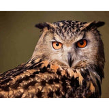 paint by numbers | Owl look | animals intermediate owls | FiguredArt