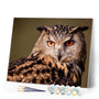 paint by numbers | Owl look | animals intermediate owls | FiguredArt