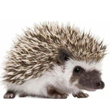 paint by numbers | Hedgehog | animals hedgehogs intermediate | FiguredArt