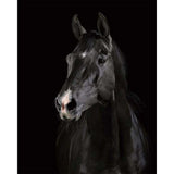 paint by numbers | Dark Horse | animals easy horses | FiguredArt