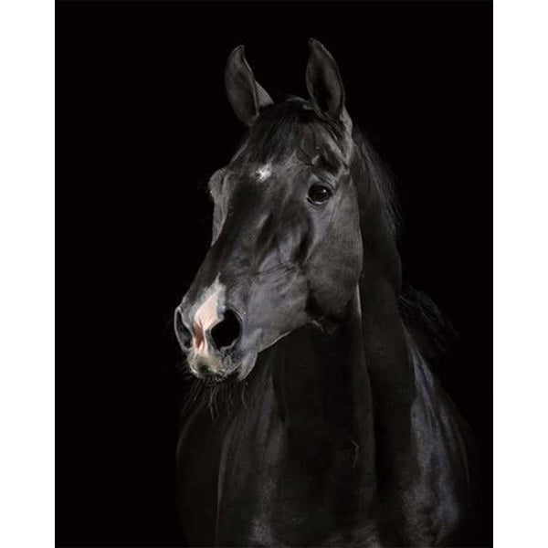 paint by numbers | Dark Horse | animals easy horses | FiguredArt