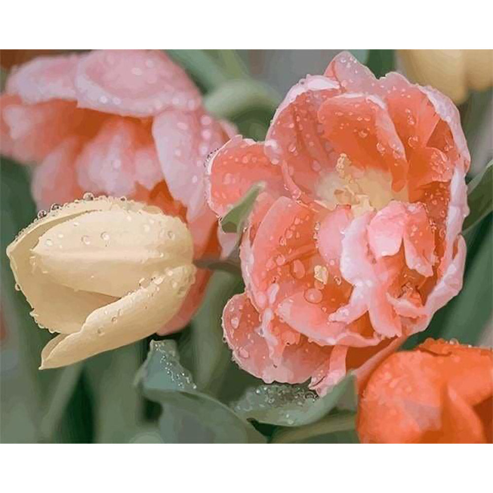 paint by numbers | Dewdrops Tulip | flowers intermediate | FiguredArt