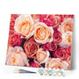 paint by numbers | Color Orange Peach Roses | advanced flowers | FiguredArt