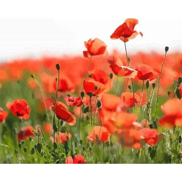 paint by numbers | Field of Red Poppies | advanced flowers landscapes | FiguredArt