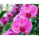 paint by numbers | Phalaenopsis | advanced flowers | FiguredArt