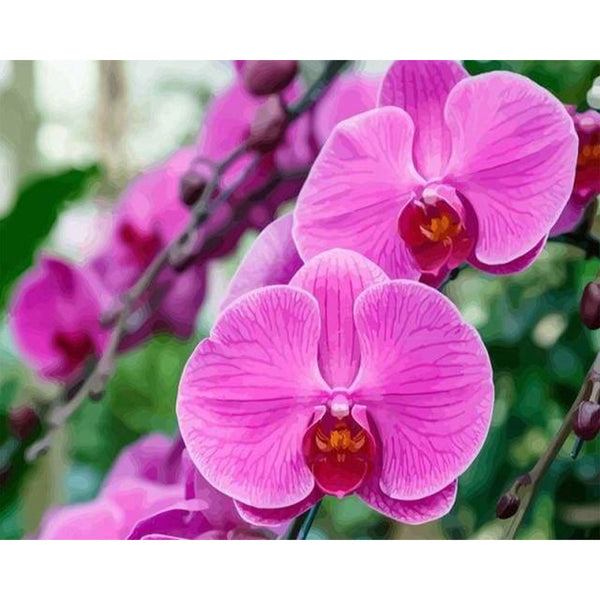 paint by numbers | Phalaenopsis | advanced flowers | FiguredArt