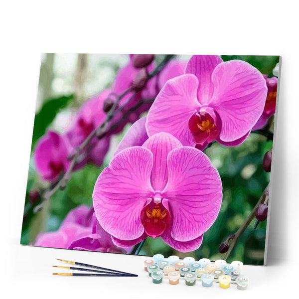 paint by numbers | Phalaenopsis | advanced flowers | FiguredArt
