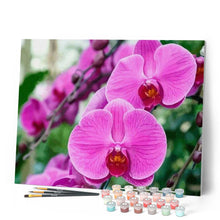 Load image into Gallery viewer, paint by numbers | Phalaenopsis | advanced flowers | FiguredArt