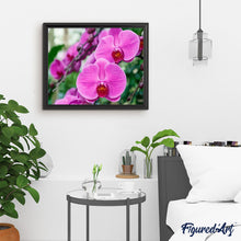 Load image into Gallery viewer, paint by numbers | Phalaenopsis | advanced flowers | FiguredArt