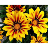 paint by numbers | Yellow Flowers | flowers intermediate | FiguredArt