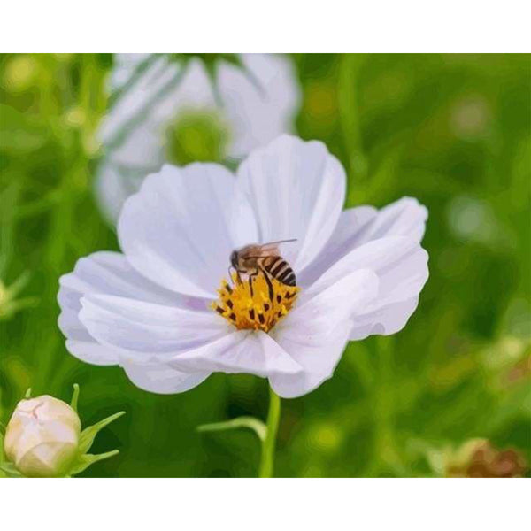 paint by numbers | Flower Bees | flowers intermediate | FiguredArt