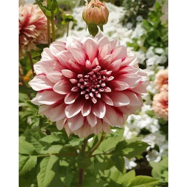 paint by numbers | Dahlia Flower | advanced flowers | FiguredArt