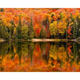 paint by numbers | Lake Reflection in Autumn | advanced landscapes new arrivals | FiguredArt