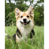 paint by numbers | We love Dogs | animals dogs intermediate new arrivals | FiguredArt