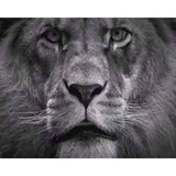 paint by numbers | The Big Lion | advanced animals lions new arrivals | FiguredArt