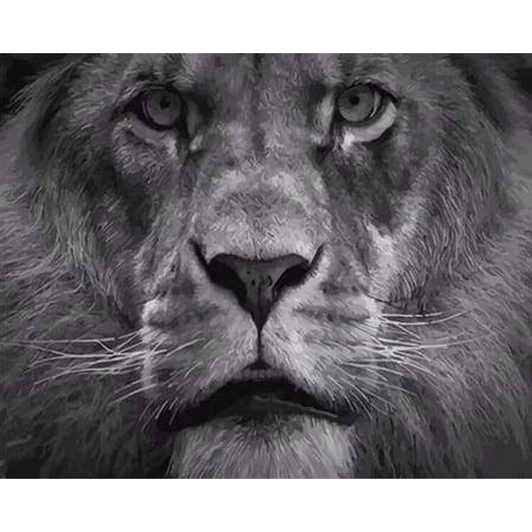 paint by numbers | The Big Lion | advanced animals lions new arrivals | FiguredArt