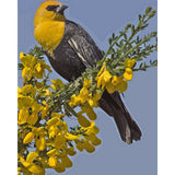 paint by numbers | Yellow Bird | animals birds easy new arrivals | FiguredArt