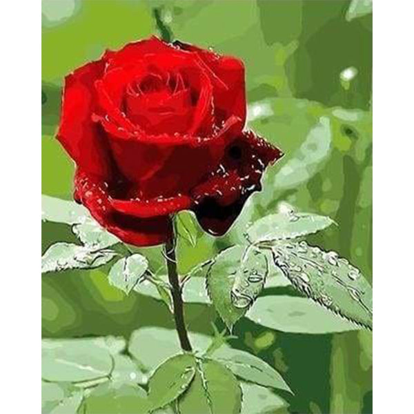 paint by numbers | Red rose and Water Drop | easy flowers | FiguredArt