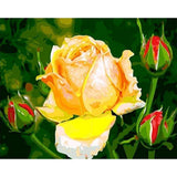 paint by numbers | yellow rosebud flower | new arrivals flowers easy | FiguredArt
