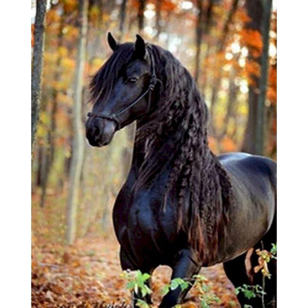 paint by numbers | black horse in the forest | new arrivals animals horses intermediate | FiguredArt