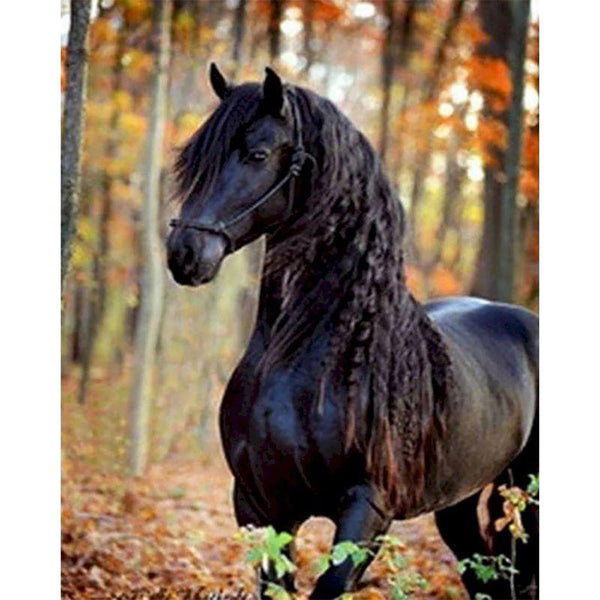 paint by numbers | black horse in the forest | new arrivals animals horses intermediate | FiguredArt