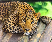 Load image into Gallery viewer, Paint by numbers | Beautiful cheetah | animals advanced panthers | Figured'Art