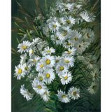 paint by numbers | White Daisy flowers | advanced flowers | FiguredArt