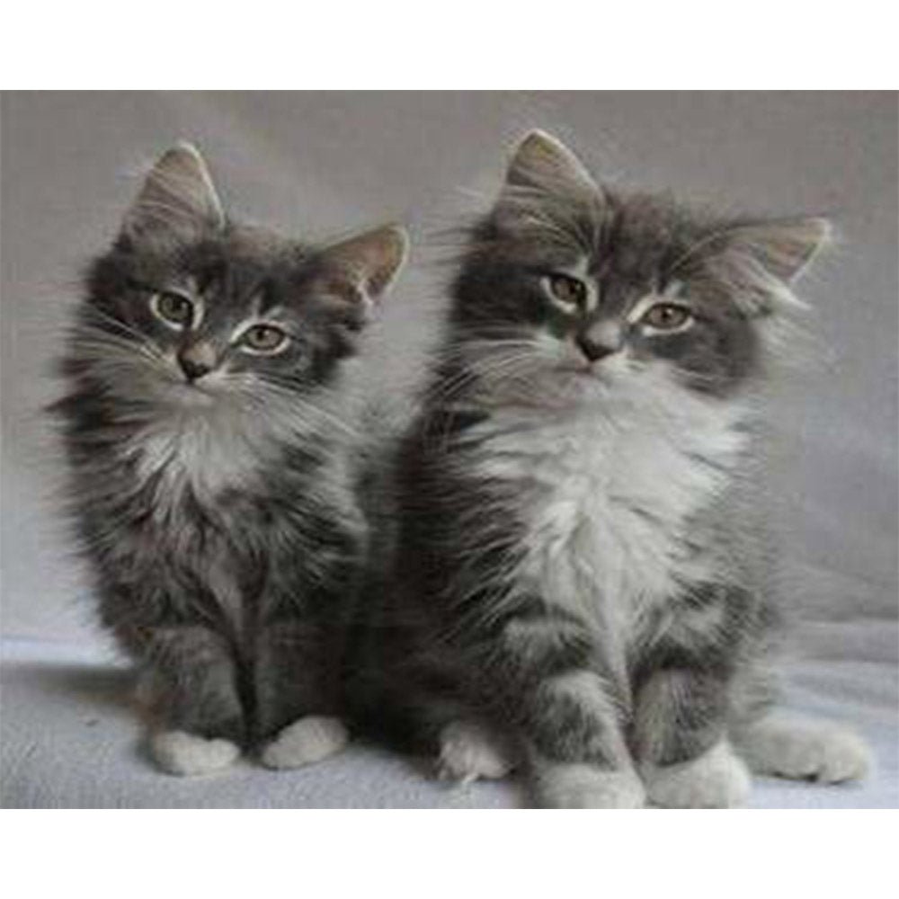 paint by numbers | Pretty cats | advanced animals cats | FiguredArt