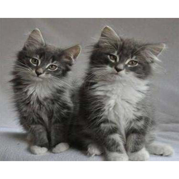 paint by numbers | Pretty cats | advanced animals cats | FiguredArt