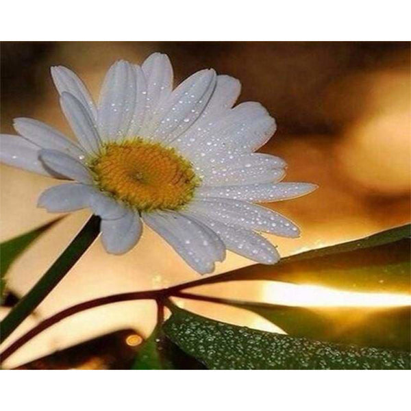 paint by numbers | Marguerite | easy flowers | FiguredArt