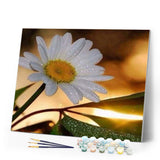 paint by numbers | Marguerite | easy flowers | FiguredArt