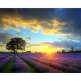 paint by numbers | Lilac Field And Sunset | advanced landscapes | FiguredArt