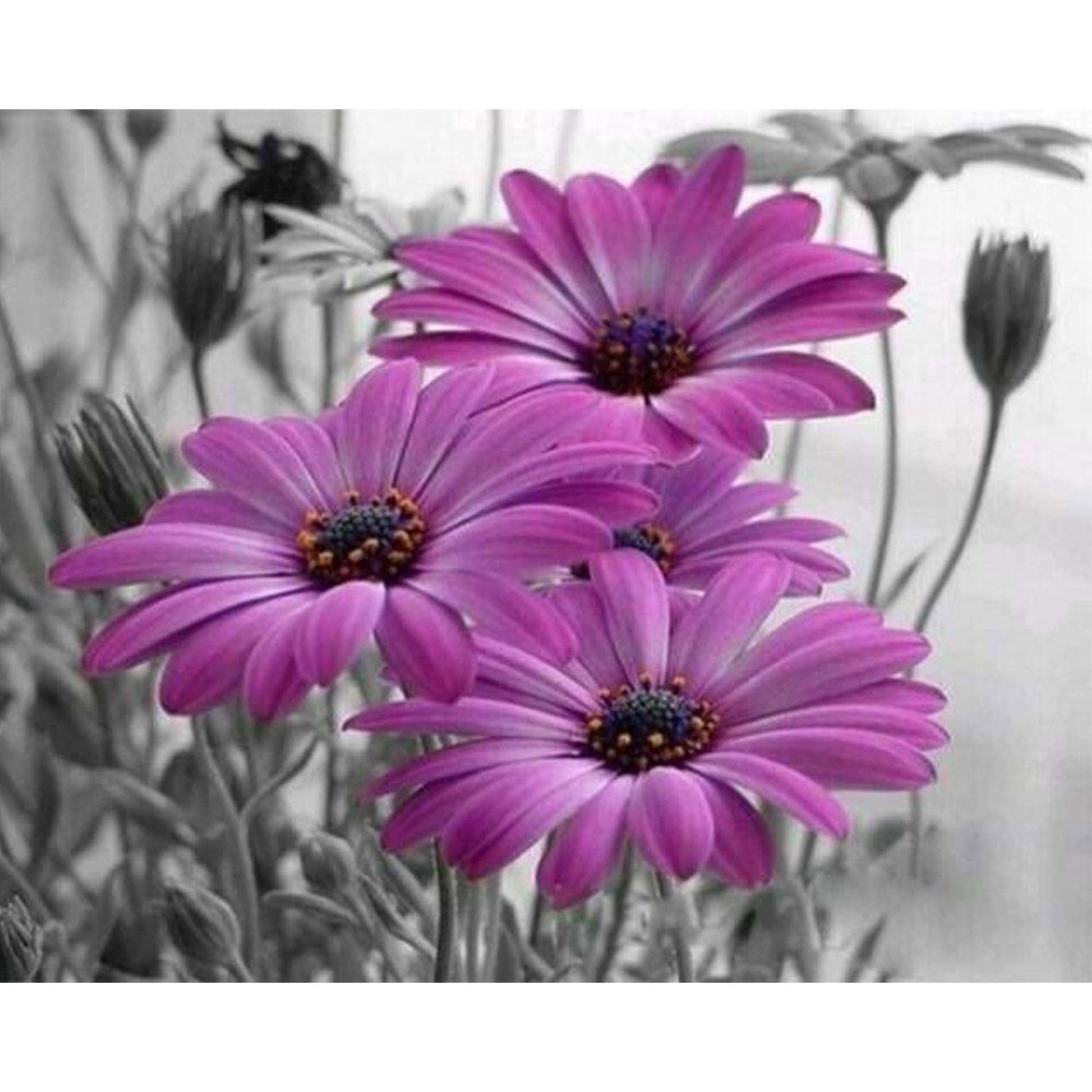 paint by numbers | Purple Marguerites | flowers intermediate | FiguredArt