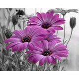 paint by numbers | Purple Marguerites | flowers intermediate | FiguredArt