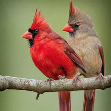 Load image into Gallery viewer, Diamond Painting | Diamond Painting - Two Birds on a branch | animals birds Diamond Painting Animals | FiguredArt