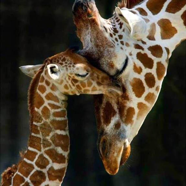 Diamond Painting - The Giraffe Family