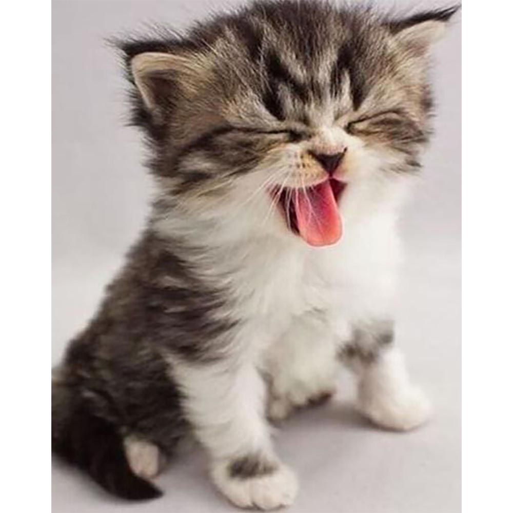 Diamond Painting - Cute Kitten