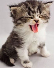Load image into Gallery viewer, Diamond Painting | Diamond Painting - Cute Kitten | animals cats Diamond Painting Animals | FiguredArt