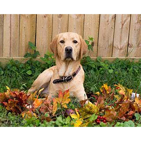 Diamond Painting - Labrador