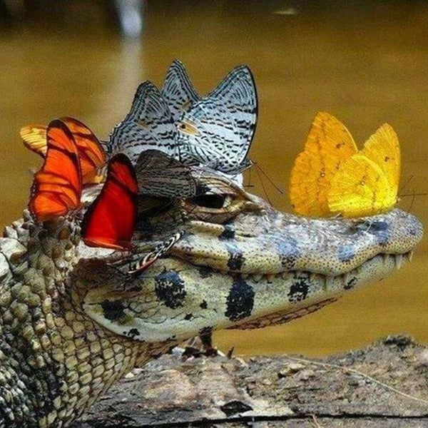 Diamond Painting - Crocodile and Butterflies