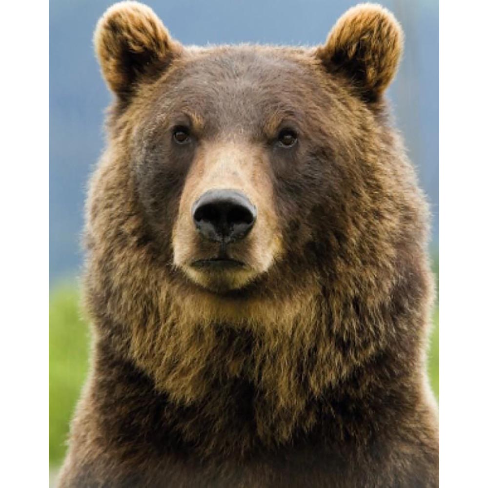 Diamond Painting - Bear