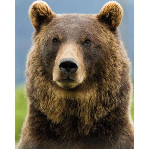 Diamond Painting - Bear