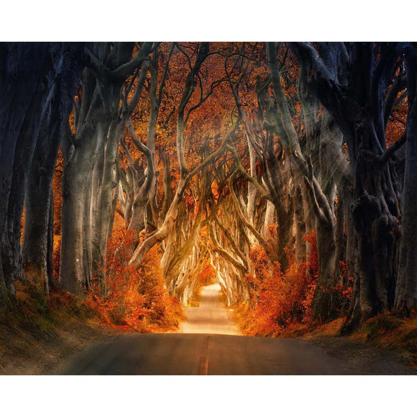 Diamond Painting - Forest road