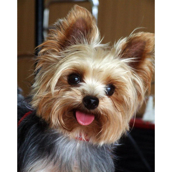 Diamond Painting - Cute little dog