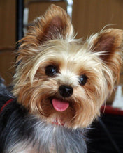 Load image into Gallery viewer, Diamond Painting - Cute little dog