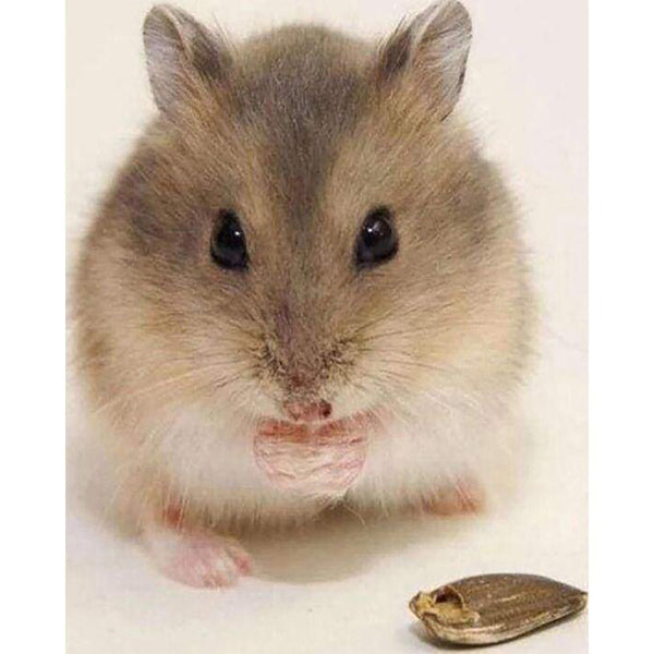 Diamond Painting - Little Mouse