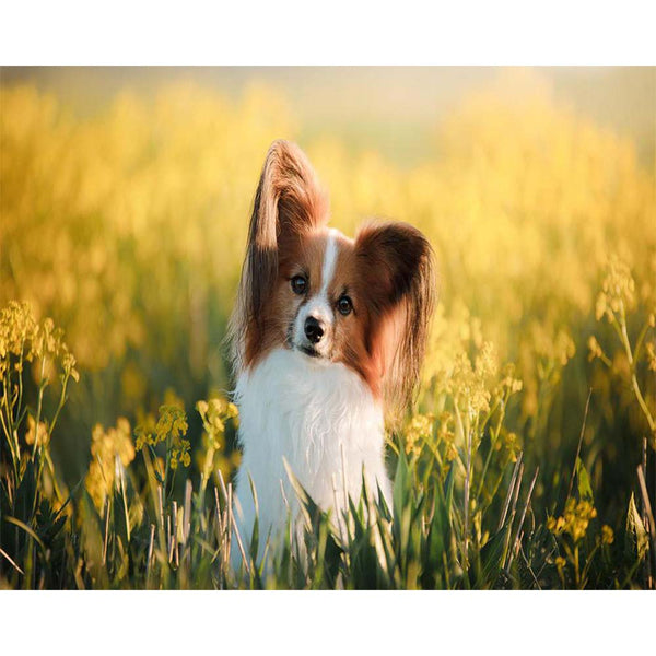 Diamond Painting - Small dog in a field