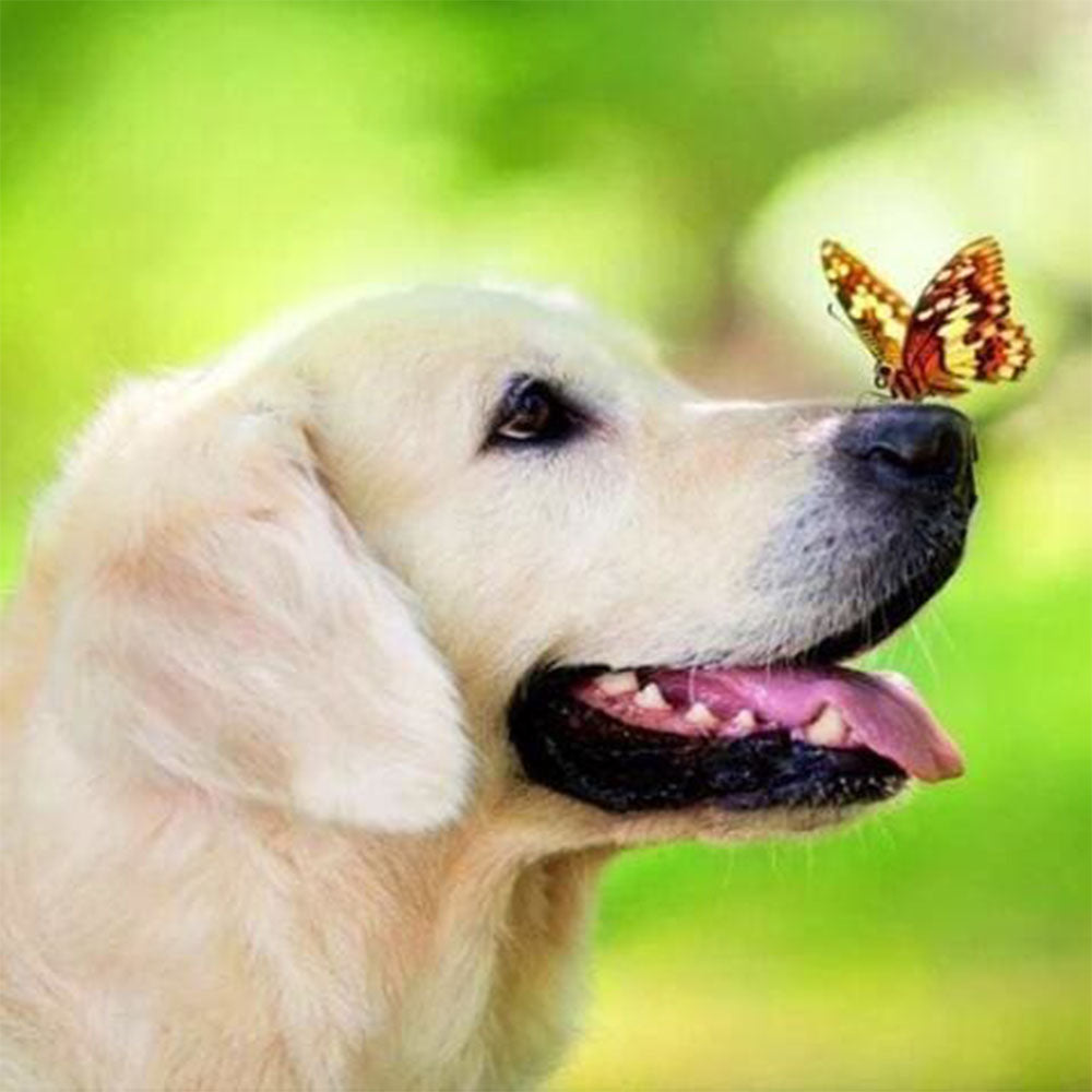 Diamond Painting - Butterfly and Labrador
